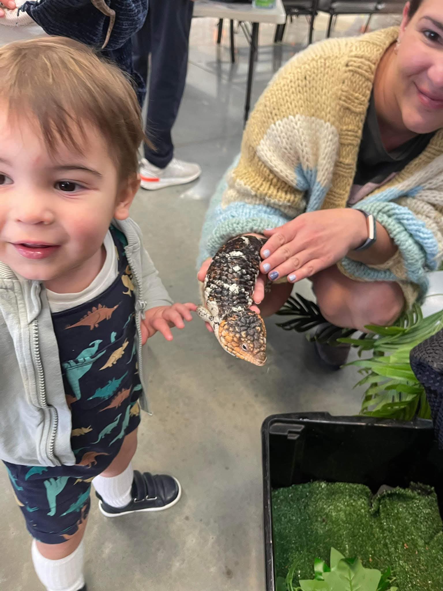 Boy meeting a shingleback lizard at an interactive display