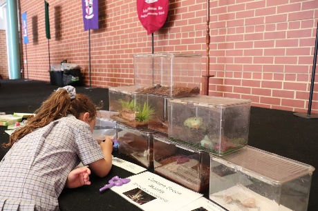 Student exploring minibeast enclosures