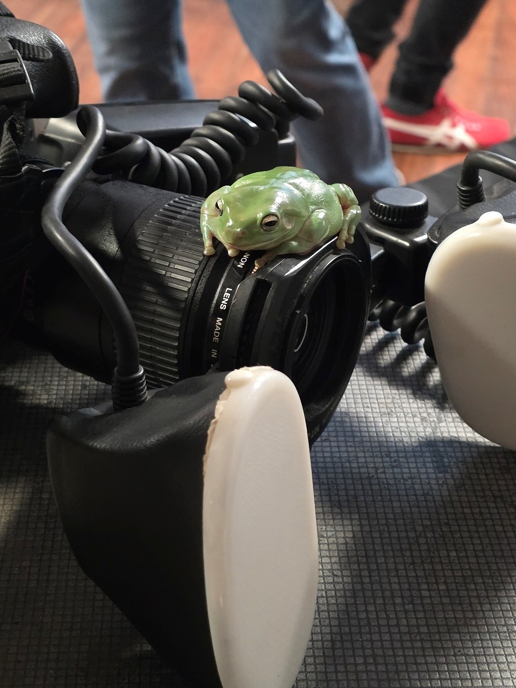 A green tree frog sitting on a macro camera lens