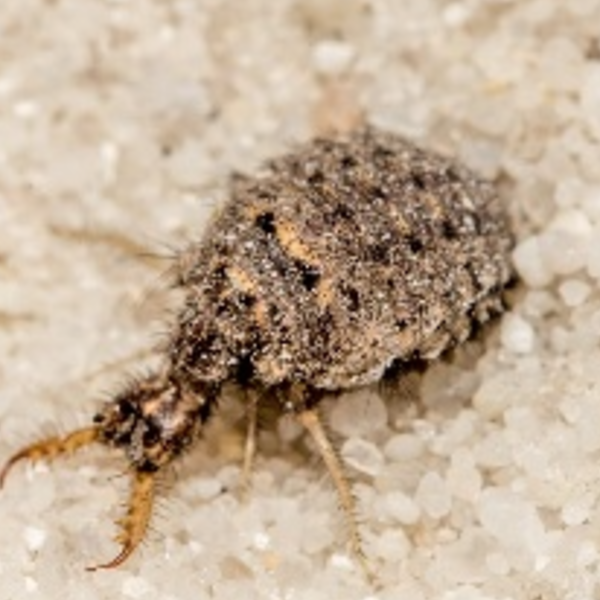 Antlion in sand