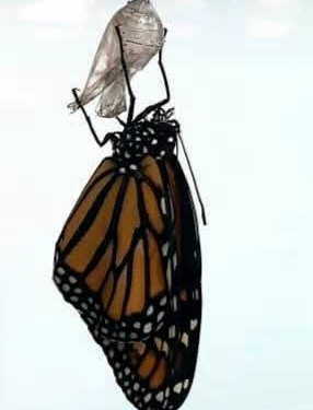 A newly emerged monarch butterfly hanging from its chrysalis