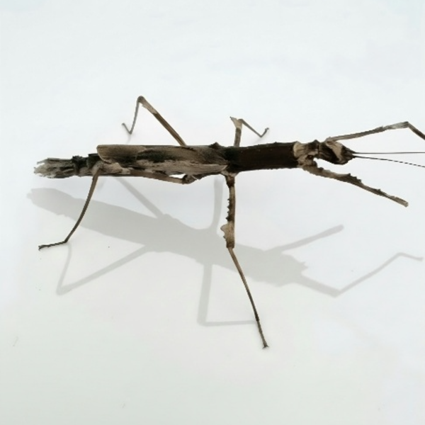 Crowned stick insect