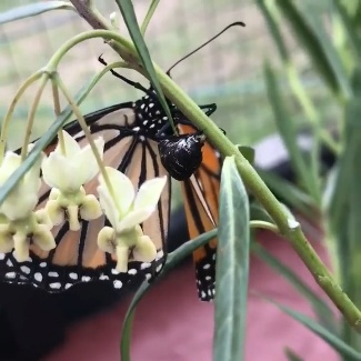 A monarch butterfly laying her egg on milkweed