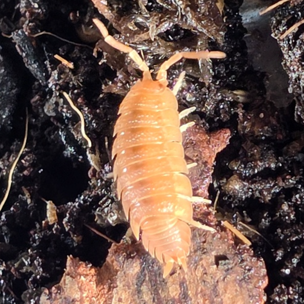 Orange isopod