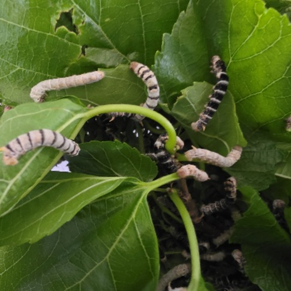 Silkworms on mulberry leaves