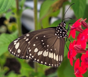 A common crow butterfly on a red flower